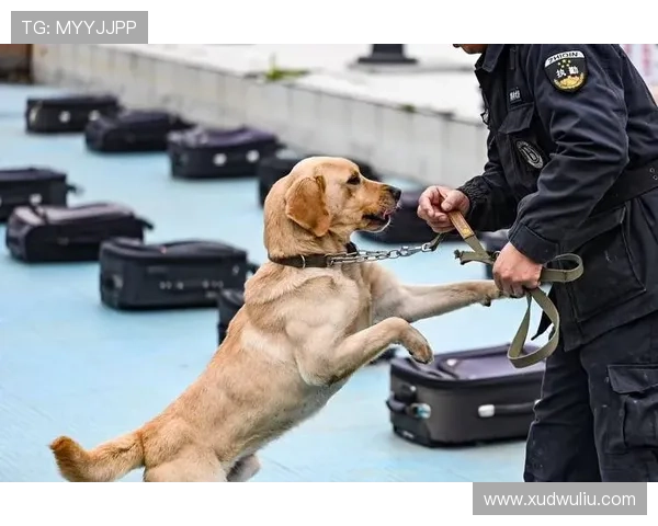 忠诚与勇气交响曲：探秘“奇兵神犬”背后的不凡力量
